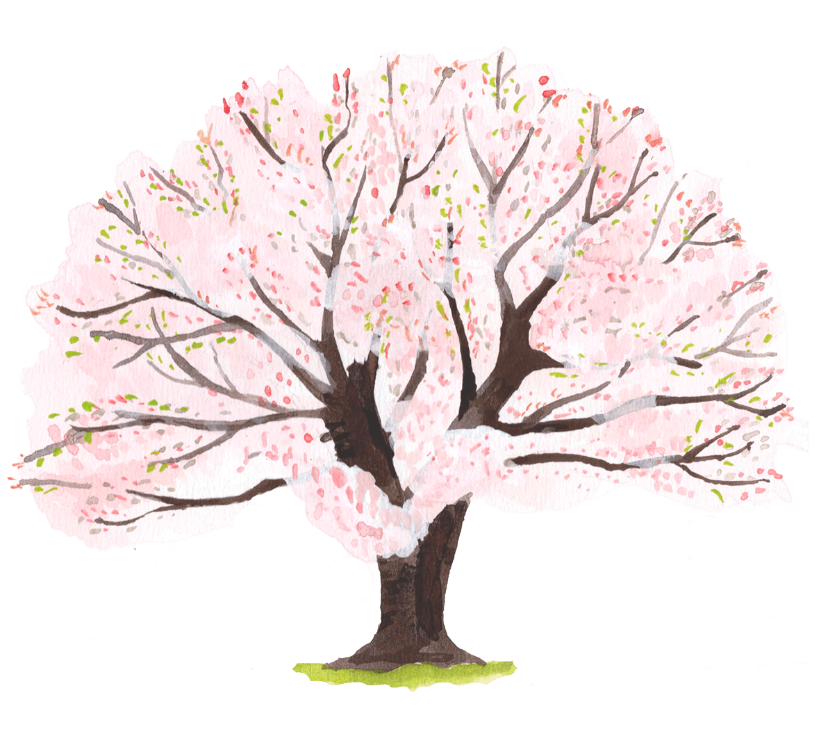 ヤマザクラ【山桜】のイメージ